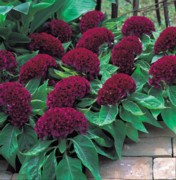 Celosia hot topic red